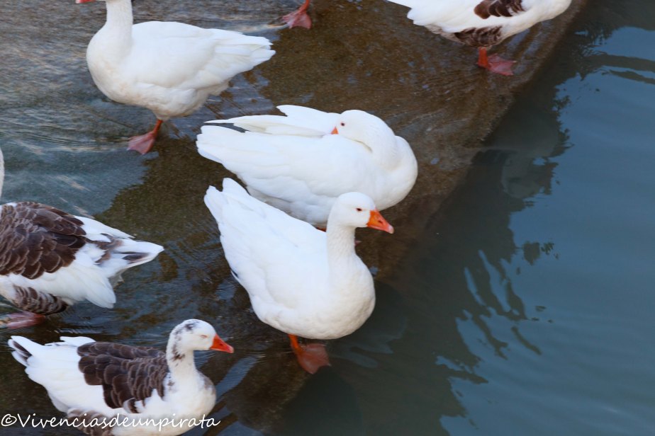 Patos del Segura
