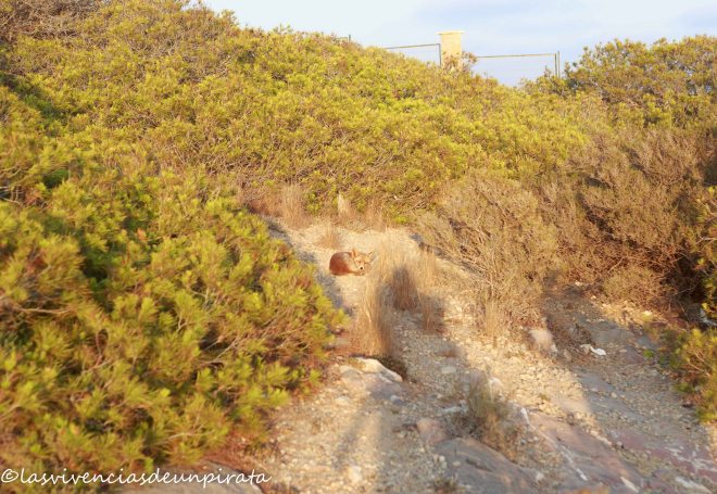 FARO CABO DE PALOS 3