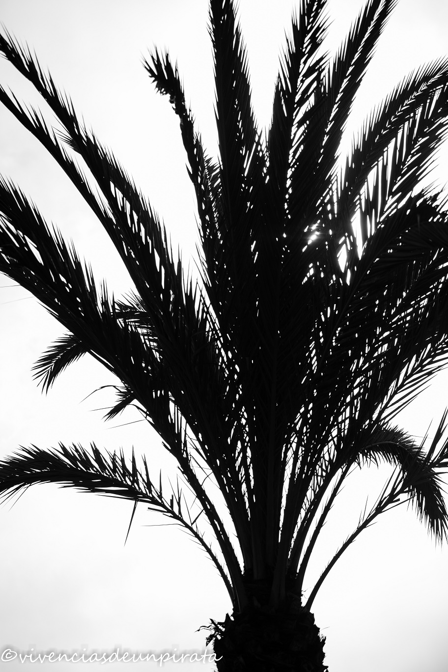 PALMERA