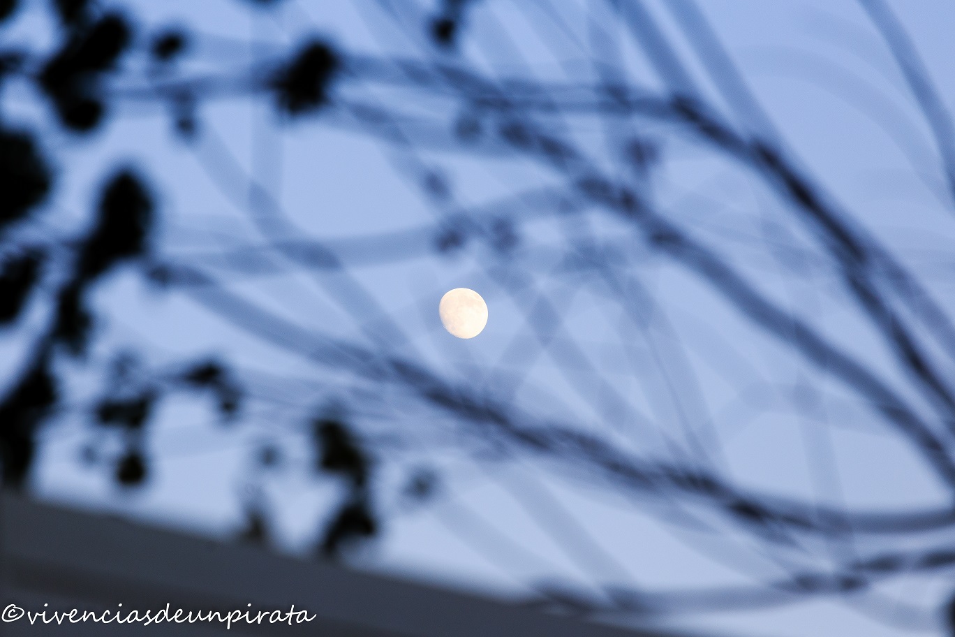 Luna entre ramas